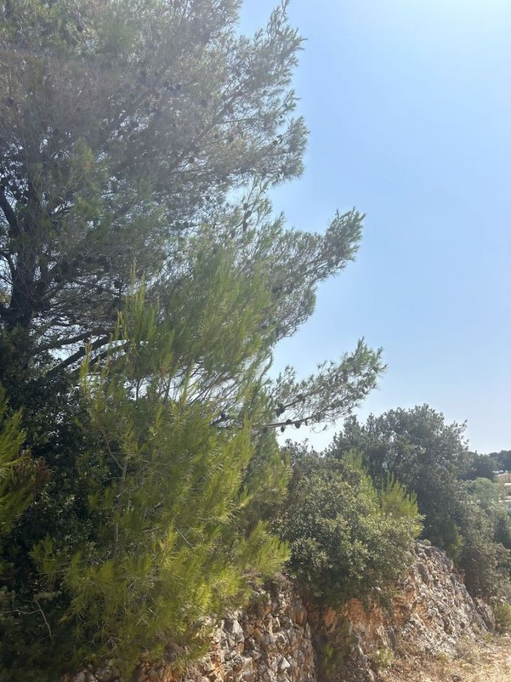 original_1721728692_img_8579.jpg