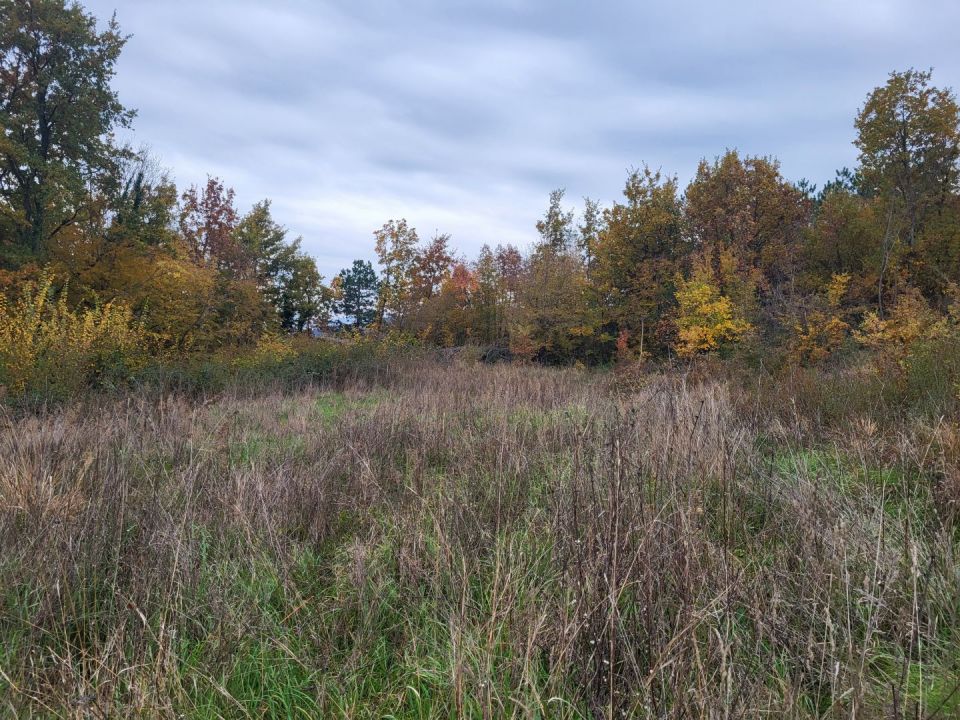 original_1734194867_20241126_132450.jpg