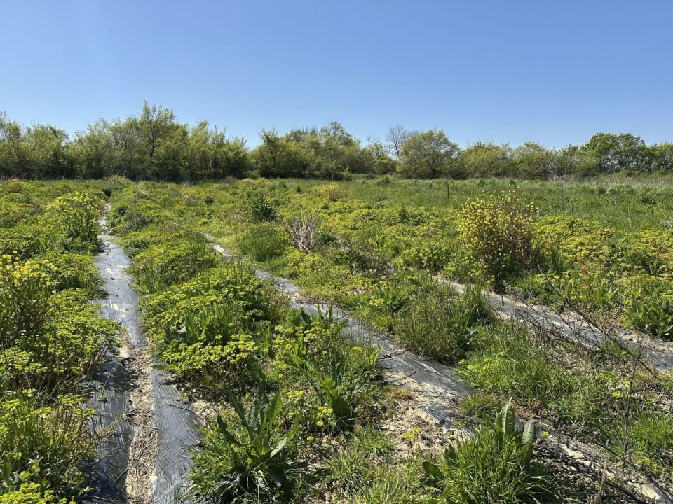 original_1744481541_img_8778.jpg