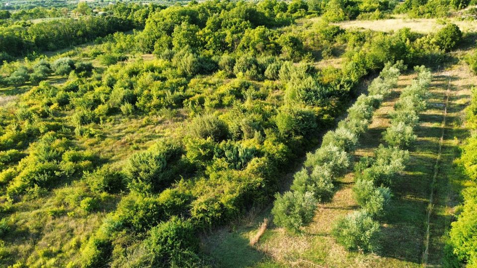 original_1783418008_dji_fly_20260704_132710_262_1783415096123_photo_optimized.jpg