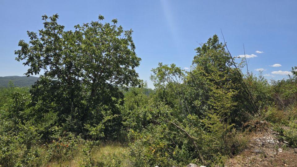 original_1784806750_1000229384.jpg